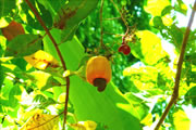 Cashew Nut Tree